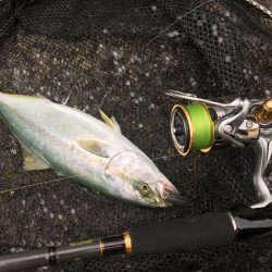 夕マヅメにジグサビキ